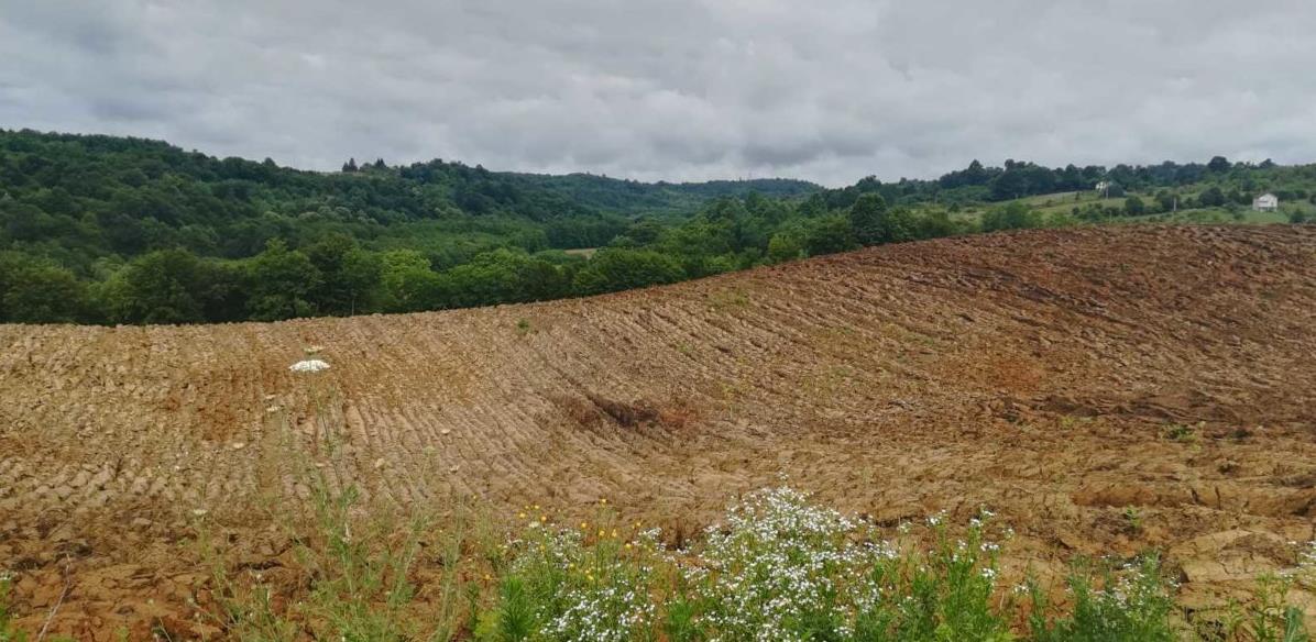 Iz SAD-a u rodni kraj: Nadomak Dervente niče velika plantaža lješnjaka