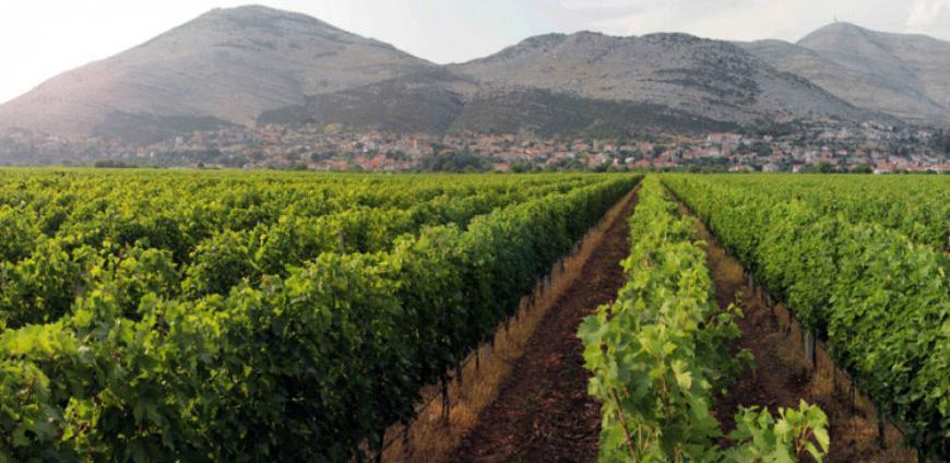 Od hercegovačkog krša praviće plodno zemljište