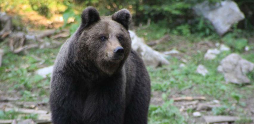 Francuski predsjednik Macron zabranio uvoz medvjeda iz Slovenije
