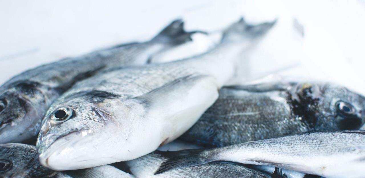 Bh. riba početkom godine "pliva" u Rusiju