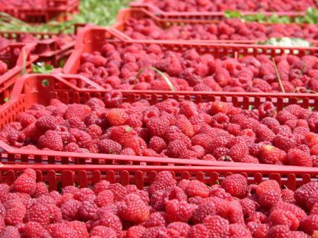 Malinari iz Željeznog Polja pokušavaju urod prebaciti kupcu