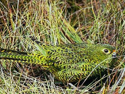 Ugrožena papiga snimljena nakon cijelog stoljeća