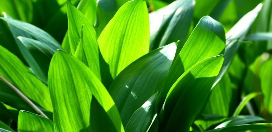 Uz ljekovito bilje, Hercegovci napravili posao i od srijemuša (VIDEO)