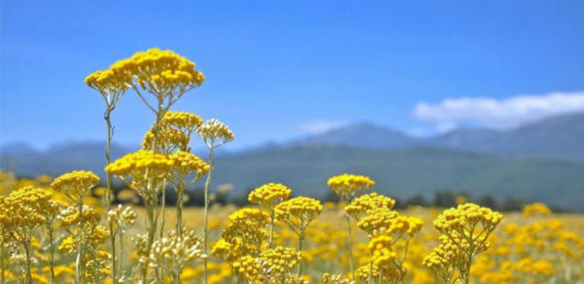 Litar ljekovitog ulja od smilja košta preko 1.000 maraka