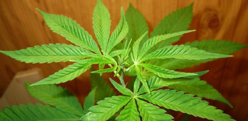 Kanabis sprečava širenje koronavirusa u plućima