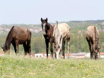 Svjetlija budućnost: Vraćanje ponosa prnjavorskim lipicanerima