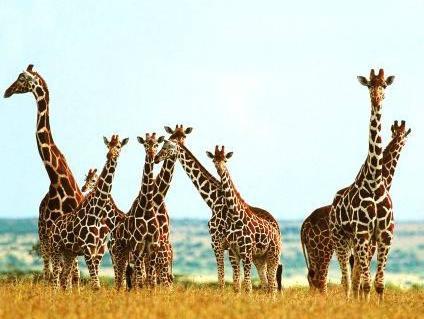 Žirafe na "crvenoj listi", prijeti im istrebljenje