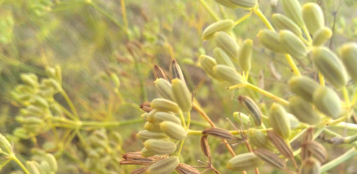 Vizionari iz Livna proizvode organsko bilje i žitarice