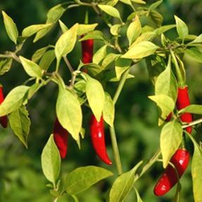 Ljuta hrana dobra je za zdravlje?