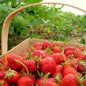 Osam namirnica koje podižu raspoloženje