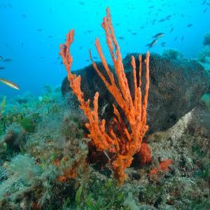 Jadransko more jedna je od najvećih riznica novih lijekova