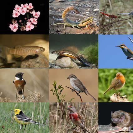 Europljani za bolju zaštitu biodiverziteta