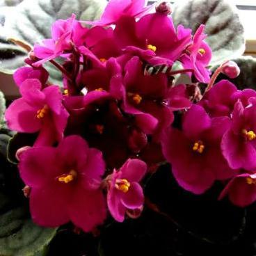 Ovako uzgojite afričke ljubičice, kraljice svakog interijera