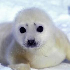 WTO podržala europsku zabranu trgovine fokinim krznom