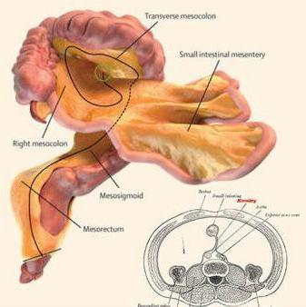 Novi organ u ljudskom organizmu - mezenterijum