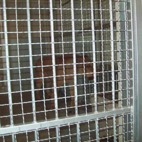 Pionirska dolina od sinoć dom mladog para lavova