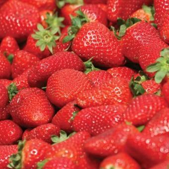 Predavanje o uzgoju jagodičastog voća