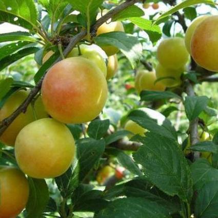 Okreću leđa ekološkom uzgoju hrane iako je potražnja sve veća?!