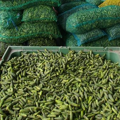 Prezentacija programa proizvodnje kornišona i malina u Bosanskoj Krupi