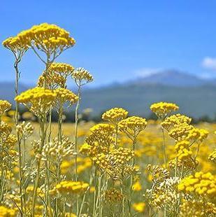 Zakazan sastanak: Osniva se Grupacija proizvođača i prerađivača smilja