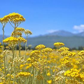 Predavanja na temu novčanih potpora proizvođačima smilja u ŽZH