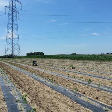 Hrvatska posjeduje najmodernije nasade Paulovnije u cijeloj EU