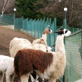 Sarajevski Zoološki vrt prodaje životinje građanima