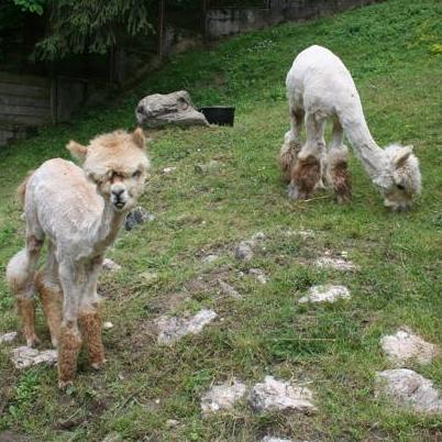 Klokani, lame, alpake i guanaco novi stanovnici Pionirske doline