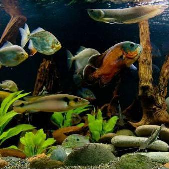 Malo više vremena odvojite i za vaše ribice