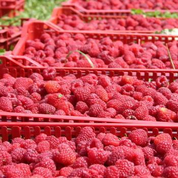 U Rudom završen otkup maline