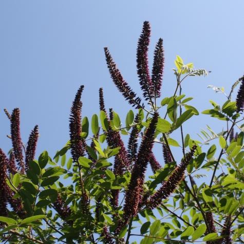 EU pojačava zaštitu od invazivnih vrsta