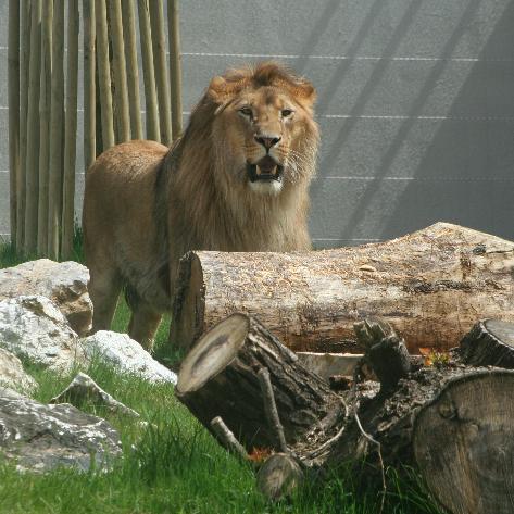 Tokom ljeta velika posjećenost Zoo vrtu Pionirska dolina
