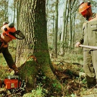Na tržište EU mogu proizvodi isključivo od drveta iz legalne sječe