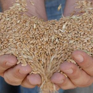 U Osijeku osnivaju burzu pšenice i uljane repice