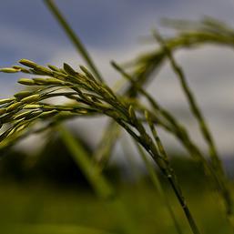 Predstavljanje IRRI- projekta navodnjavanja u Odžaku