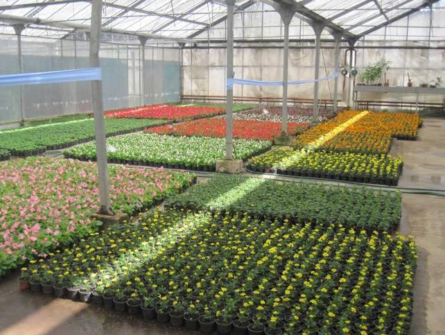 Čuvar gradskog zelenila: Katalog usluga i proizvoda preduzeća Park