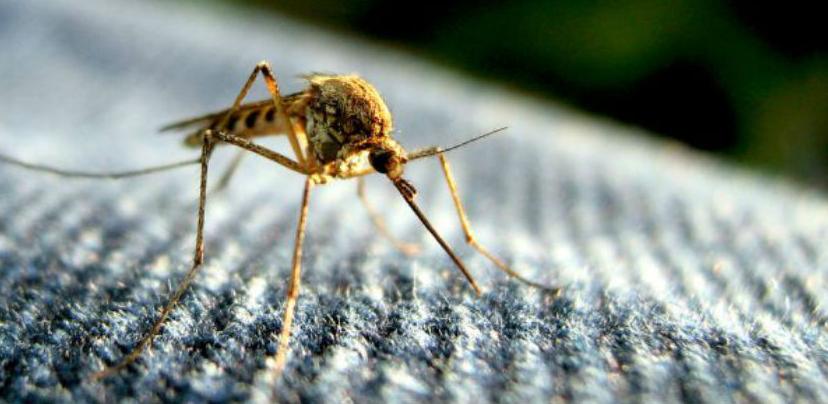 Riješite se komaraca na prirodan način 
