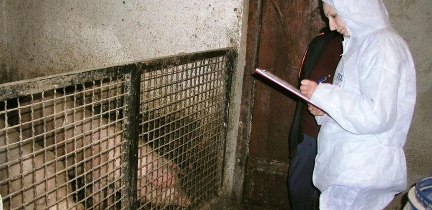 INZ Zenica: Afrička svinjska kuga na pragu BiH nije opasna po ljude