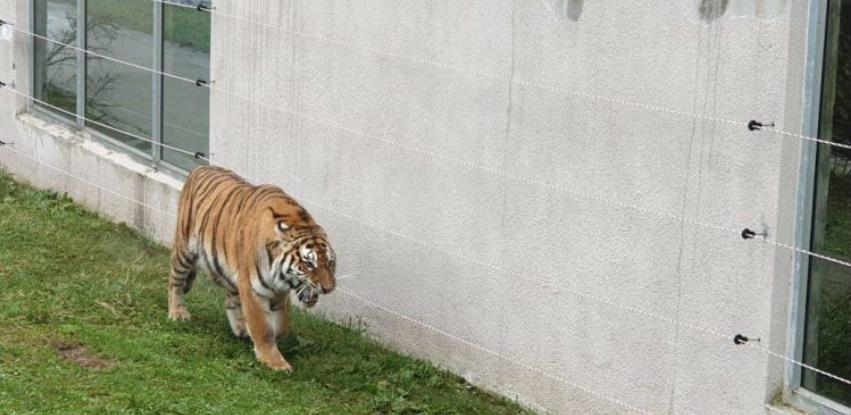 Zabava u 'Pionirskoj dolini' - Predstavljena tigrica, nova stanovnica zoo-vrta