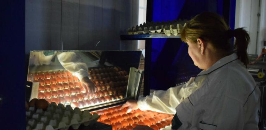 Peradari iz BiH se pripremaju za izvoz jaja za preradu u EU