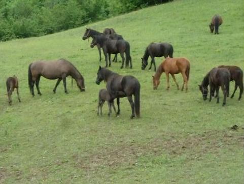 Uskoro društvo za spas Brdskog konja ekstremno ugrožene pasmine