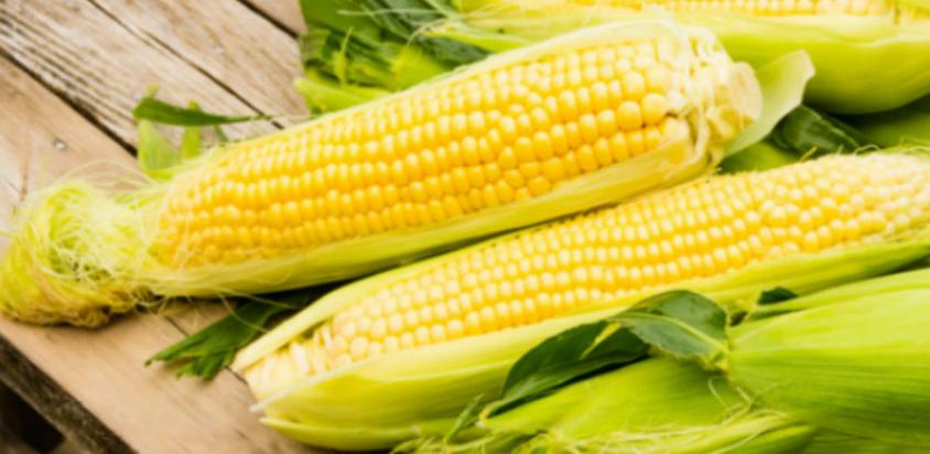 Suša prepolovila rod kukuruza, ubuduće oprezno sa neprovjerenim hibridima