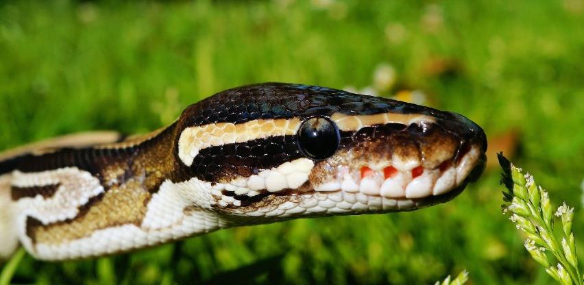 MCP BiH od diplomatsko-konzularne mreže traži pomoć u pronalasku seruma protiv zmijskog otrova