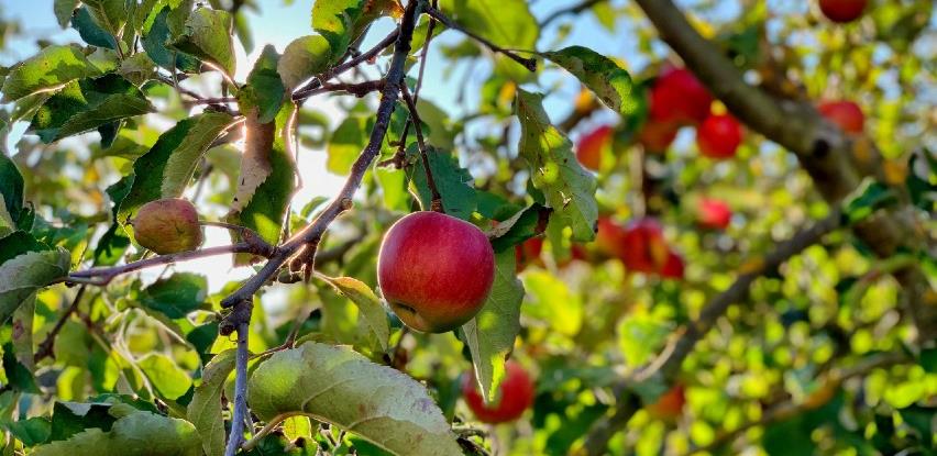 Jabuke dobro rodile u Sanskom Mostu, šljiva ni za lijeka