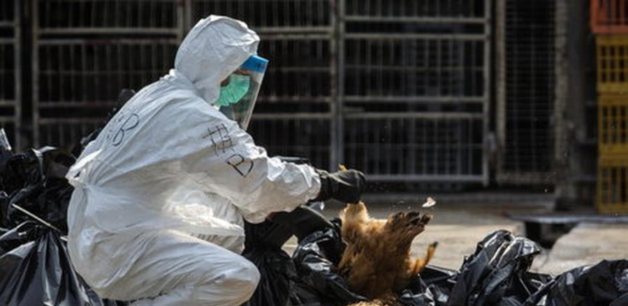 Upozorenje: Slučajevi ptičije ili kokošije gripe mogući u regionu i BiH