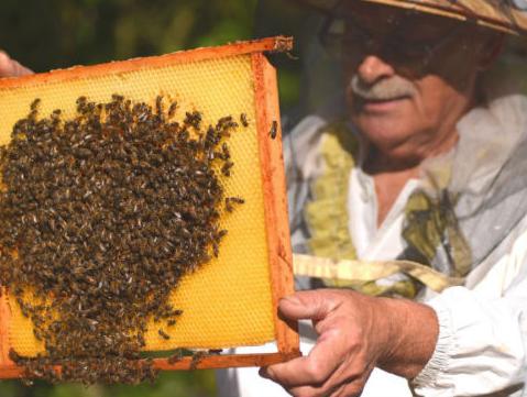 Potpisani ugovori o podsticaju za pčelare