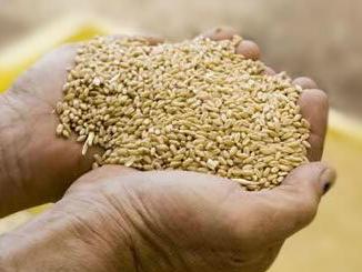 Dogovoren otkup ukupne domaće količine pšenice