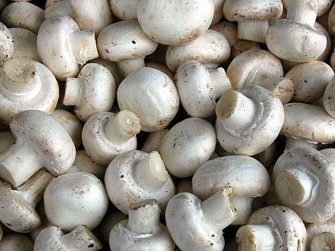 Bh. gljive na evropskom tržištu