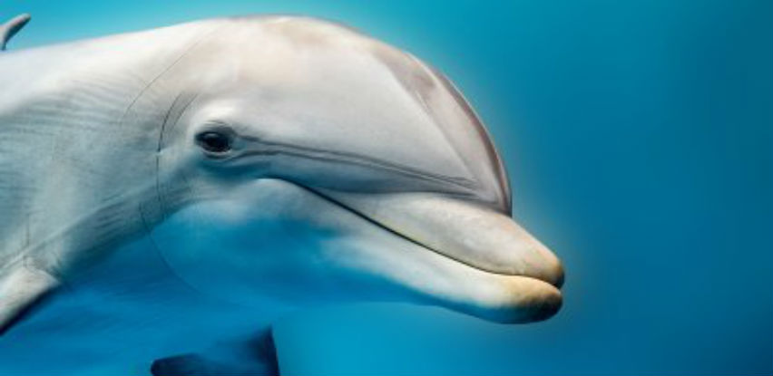 Ekološki osviješten delfin