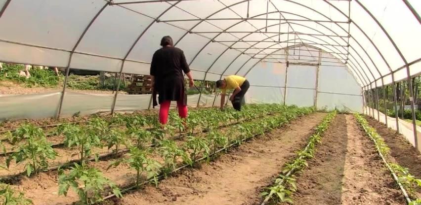 Poljoprivrednice - uzdaju se samo u svoj rad, trud i rodnu godinu